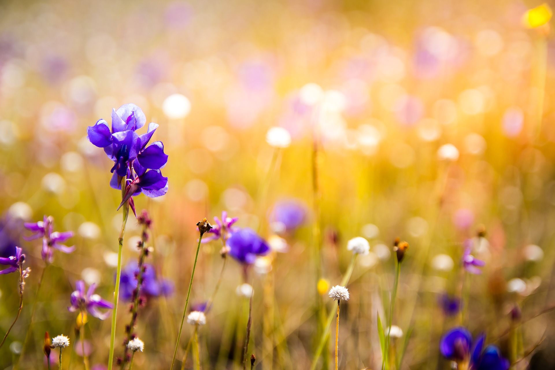 Bloemen in het veld